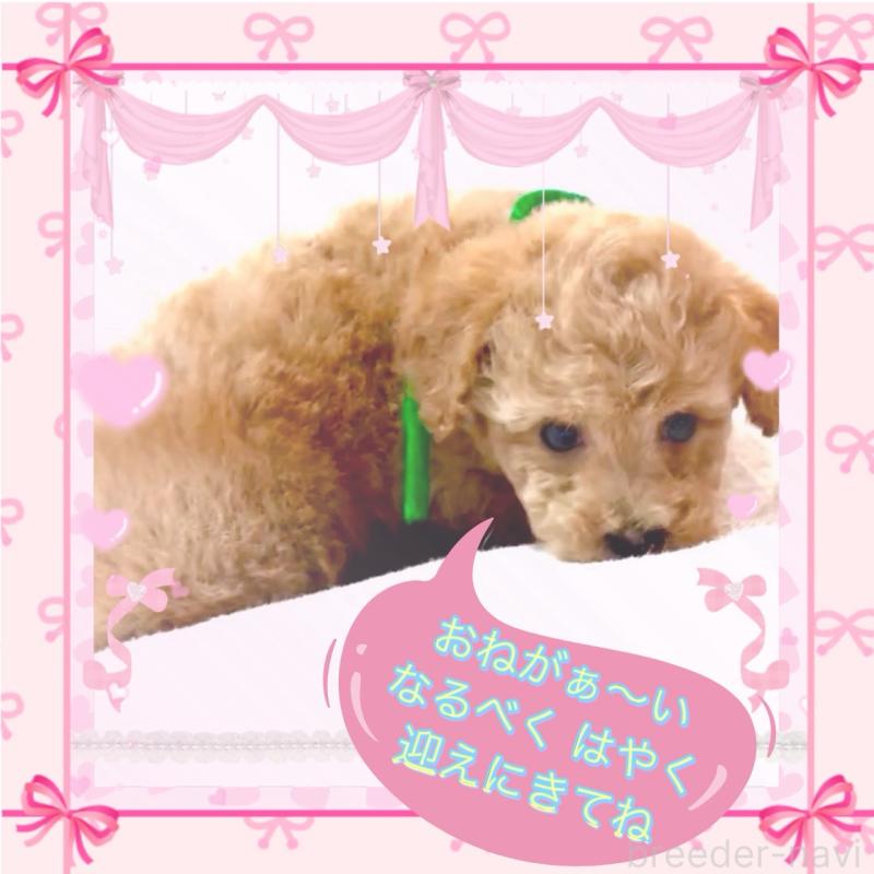 販売中の大阪府のタイニープードル-450100の8枚目