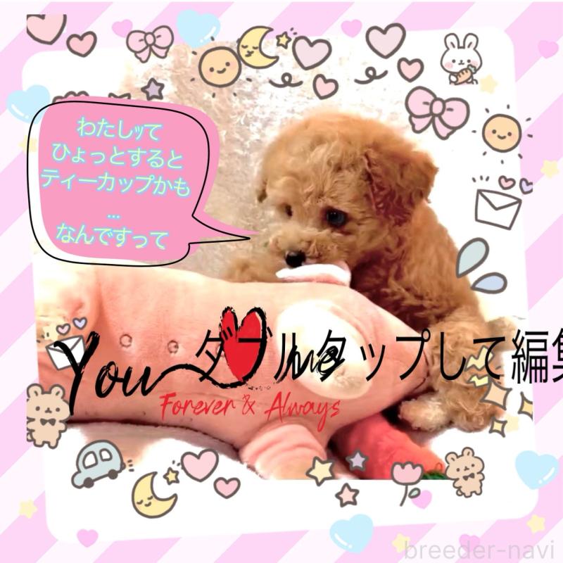 販売中の大阪府のタイニープードル-450100の7枚目