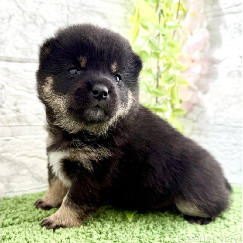 販売中の埼玉県の豆柴-450101の7枚目