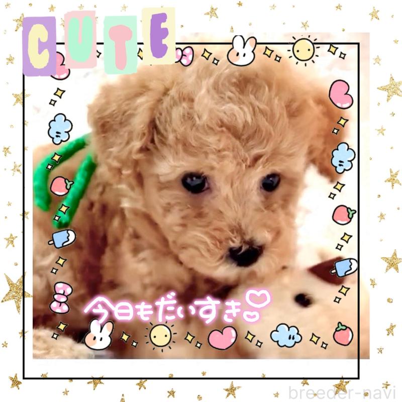 販売中の大阪府のタイニープードル-450100の6枚目