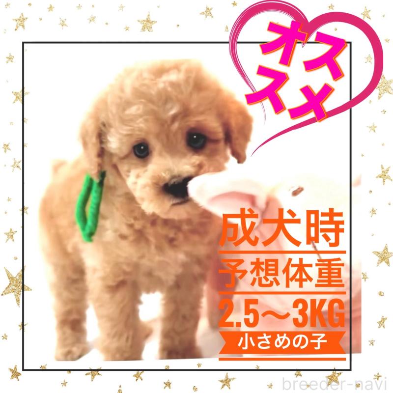 販売中の大阪府のタイニープードル-450100