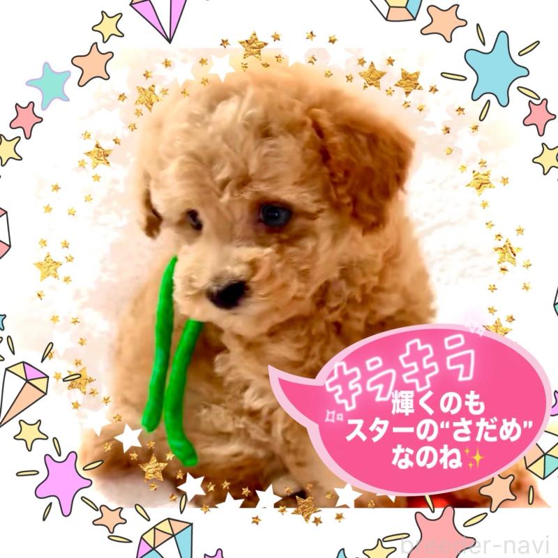 販売中の大阪府のタイニープードル-450100の5枚目