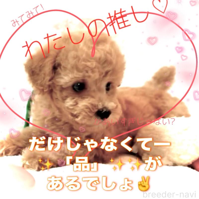 販売中の大阪府のタイニープードル-450100の4枚目
