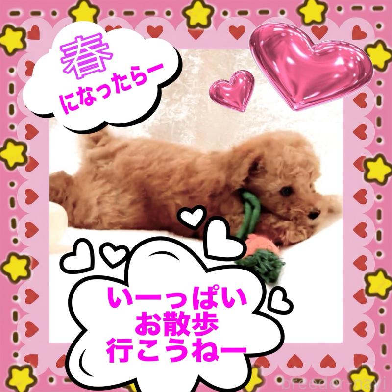 販売中の大阪府のタイニープードル-450100の3枚目