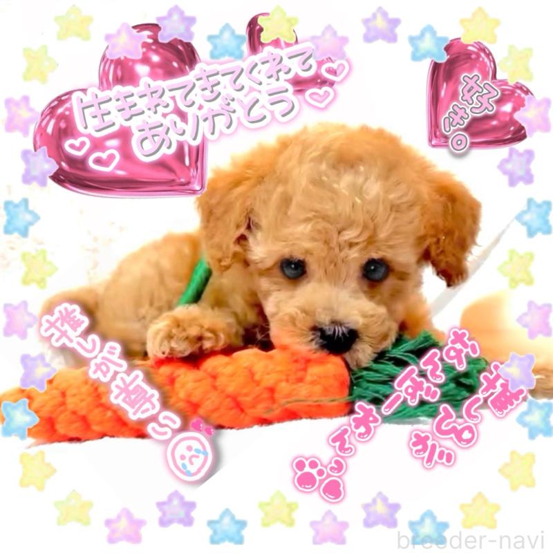 販売中の大阪府のタイニープードル-450100の2枚目