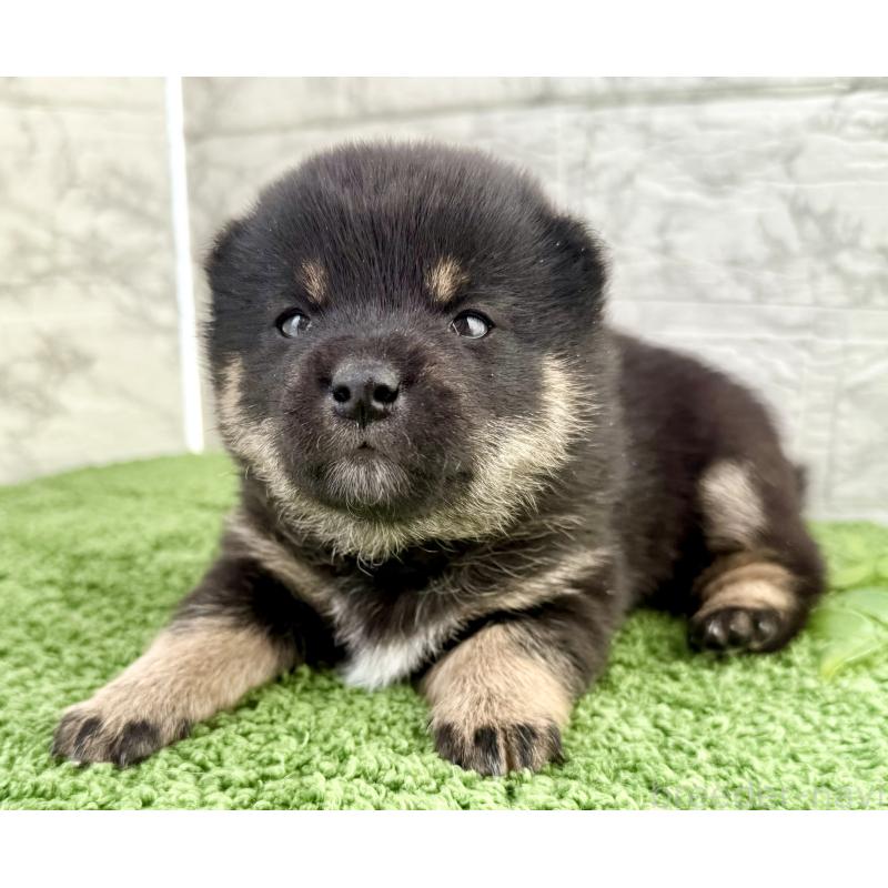 販売中の埼玉県の豆柴-450101の6枚目