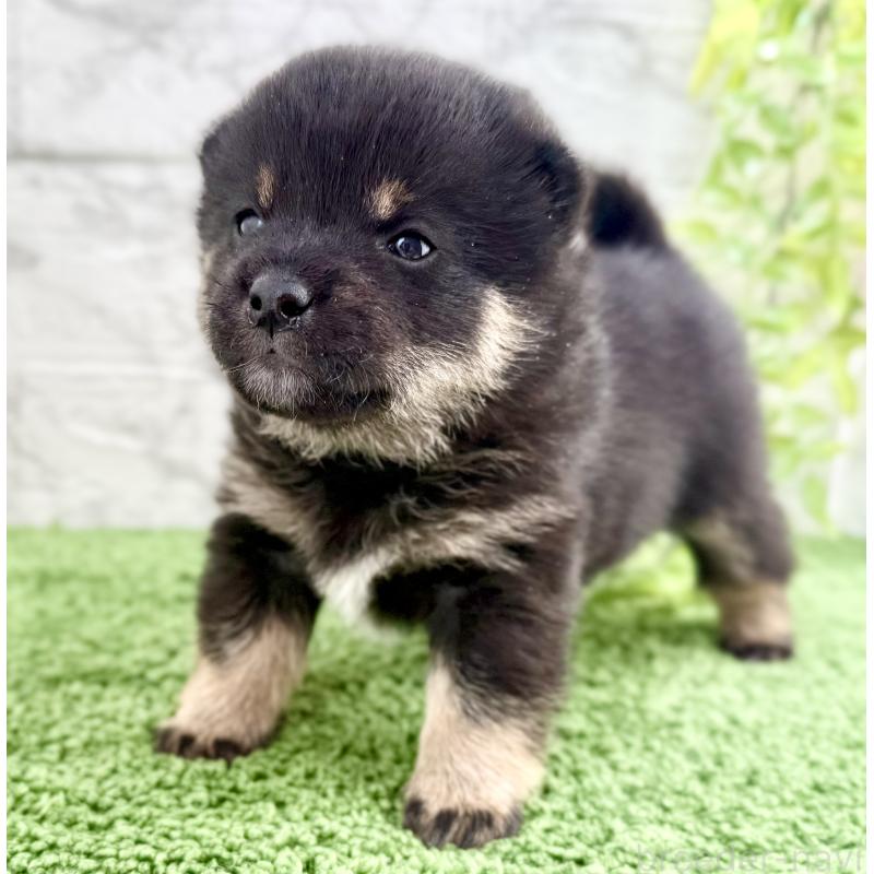 販売中の埼玉県の豆柴-450101の5枚目