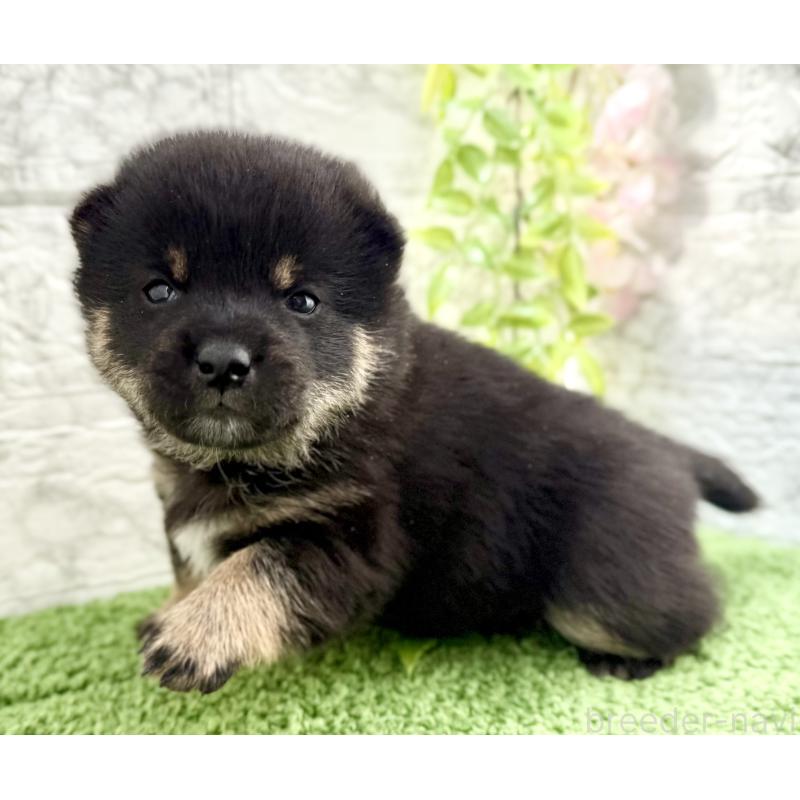 販売中の埼玉県の豆柴-450101の4枚目