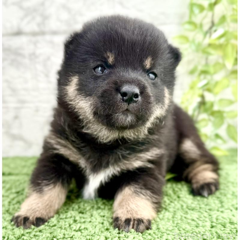 販売中の埼玉県の豆柴-450101の3枚目