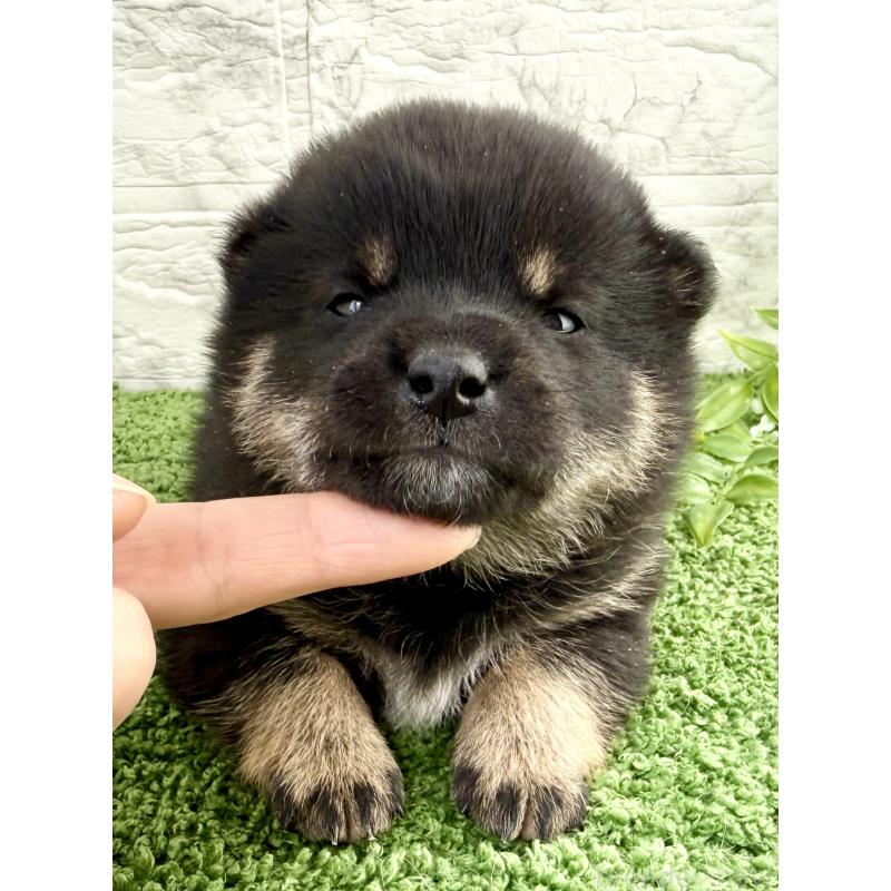 販売中の埼玉県の豆柴-450101の2枚目