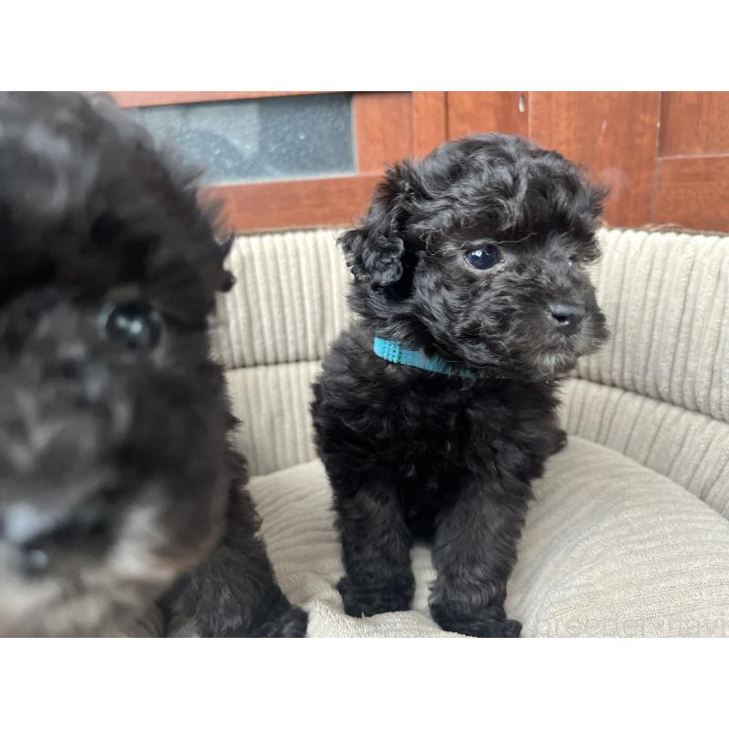 販売中の沖縄県のトイプードル-450102の6枚目