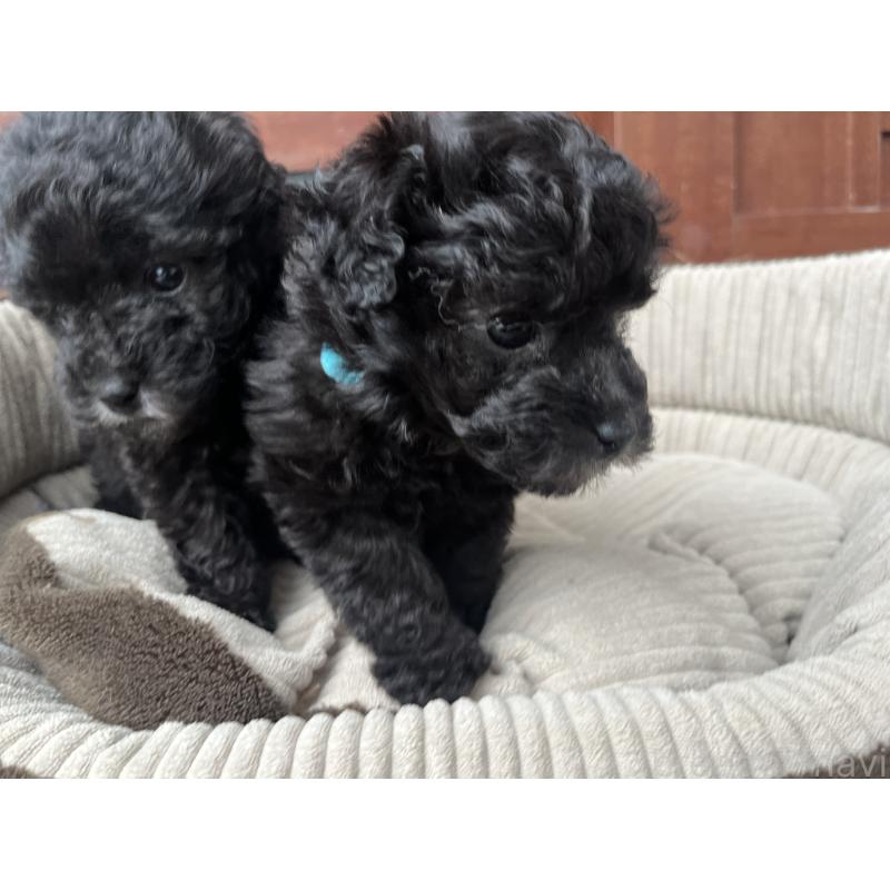 販売中の沖縄県のトイプードル-450102の5枚目