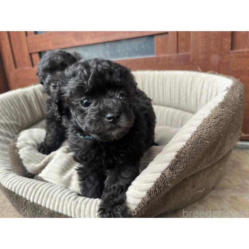 販売中の沖縄県のトイプードル-450102の4枚目