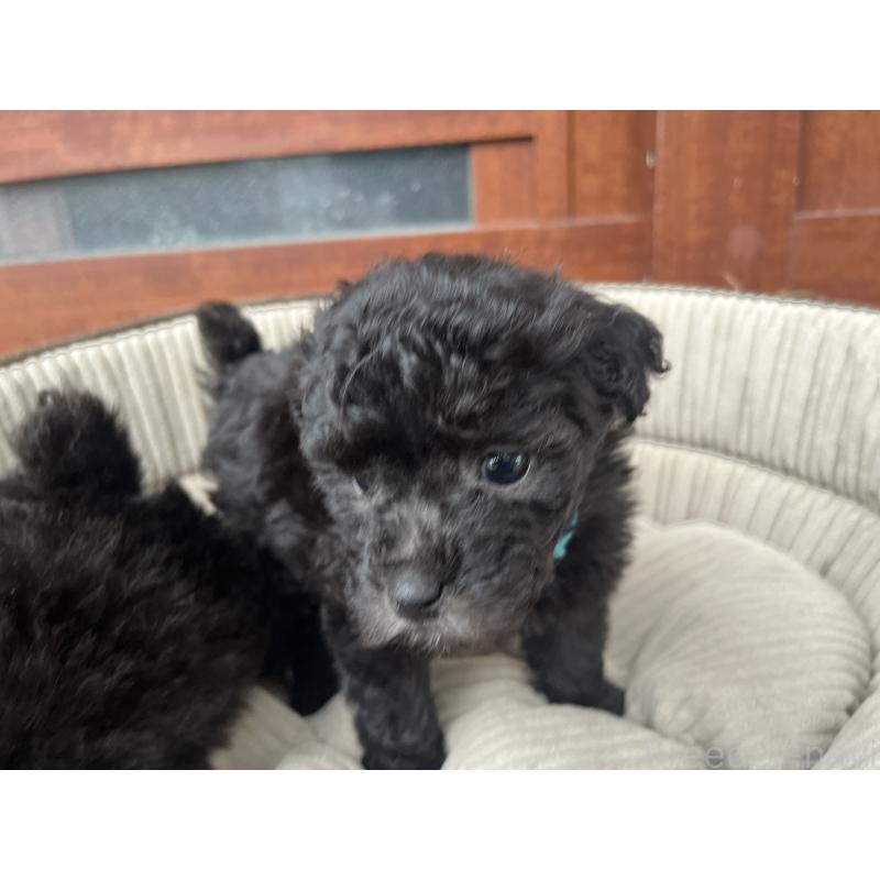 販売中の沖縄県のトイプードル-450102の3枚目