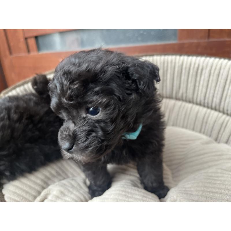 販売中の沖縄県のトイプードル-450102の2枚目