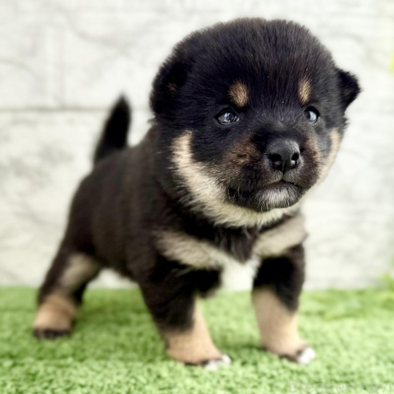 販売中の埼玉県の豆柴-450103の7枚目