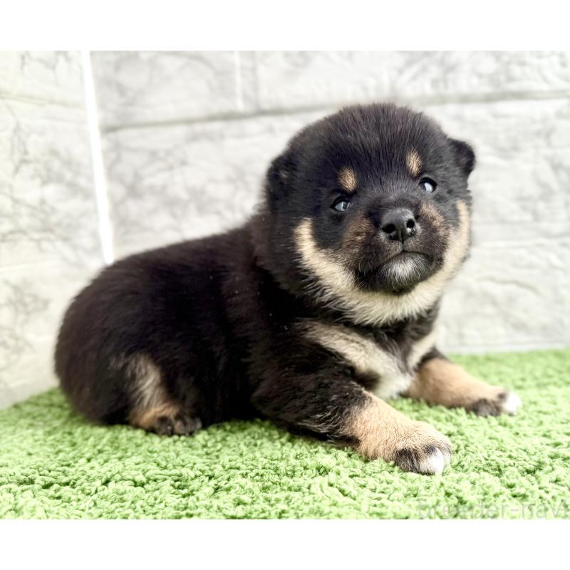 販売中の埼玉県の豆柴-450103の6枚目