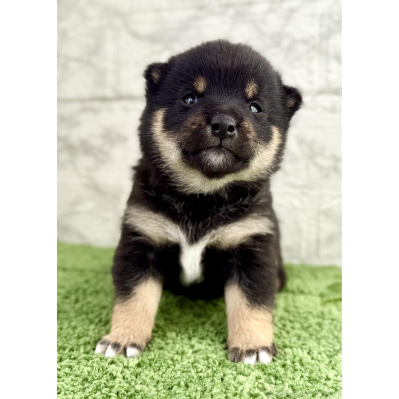 販売中の埼玉県の豆柴-450103の4枚目