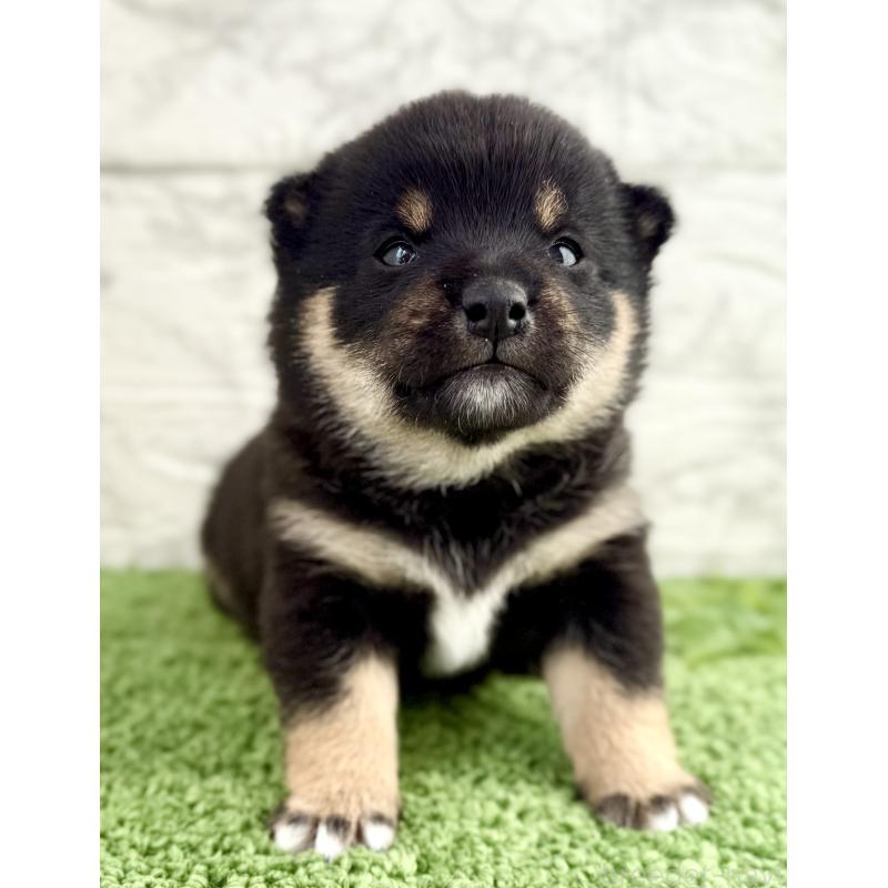 販売中の埼玉県の豆柴-450103の3枚目