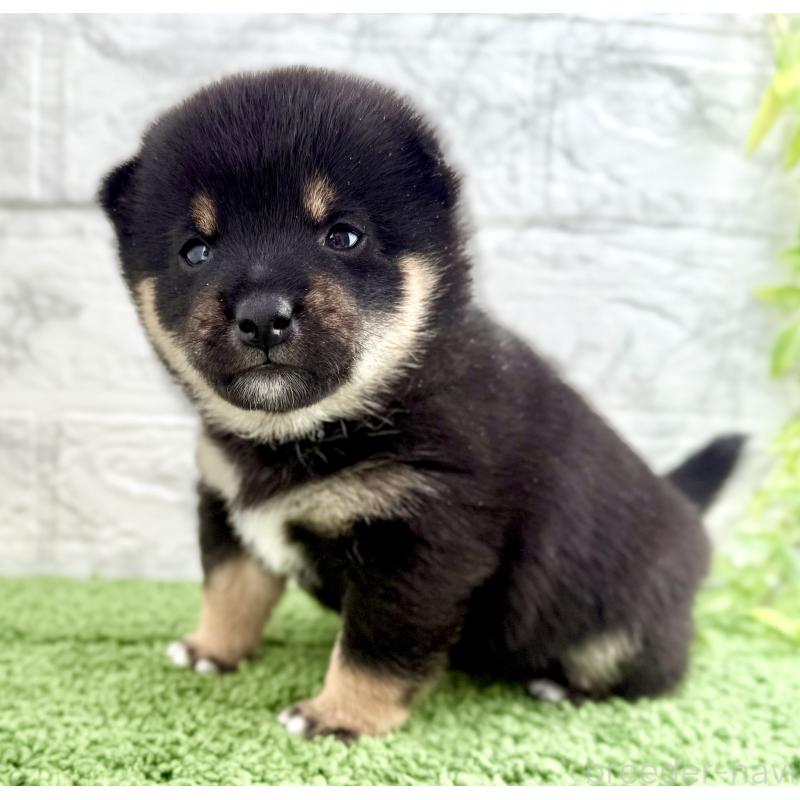 販売中の埼玉県の豆柴-450103の2枚目