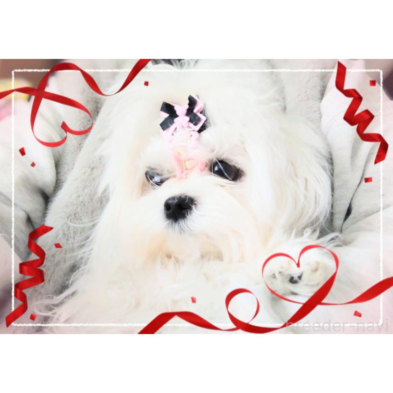 ひらめちゃん1枚目