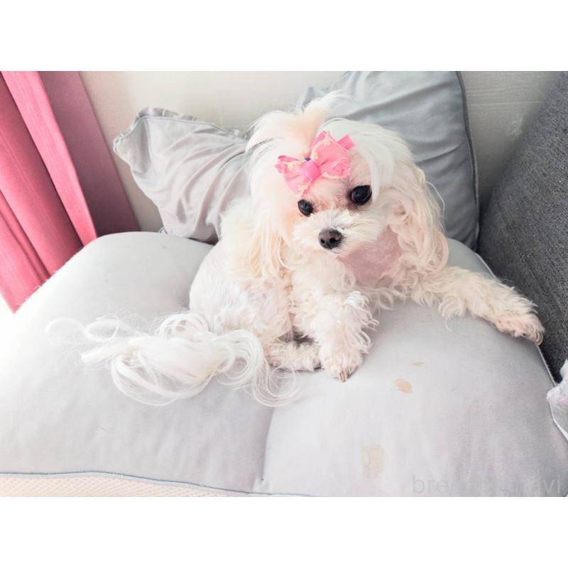 ルルちゃん1枚目