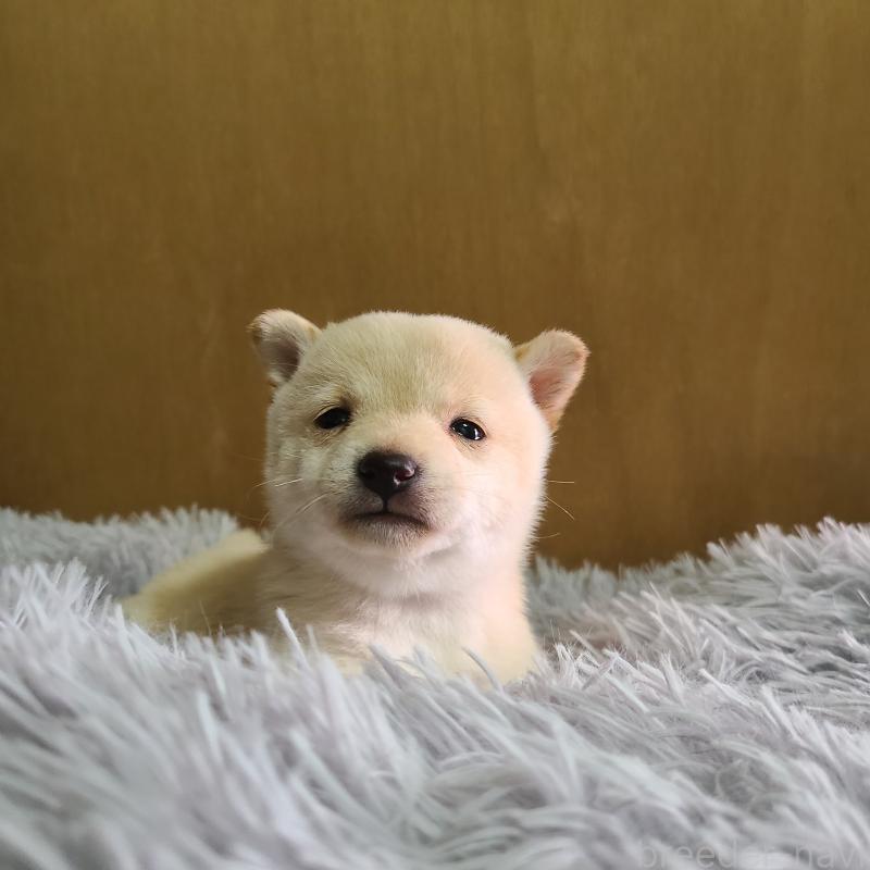 販売中の神奈川県の豆柴-450108の5枚目