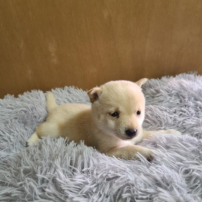 販売中の神奈川県の豆柴-450108の4枚目