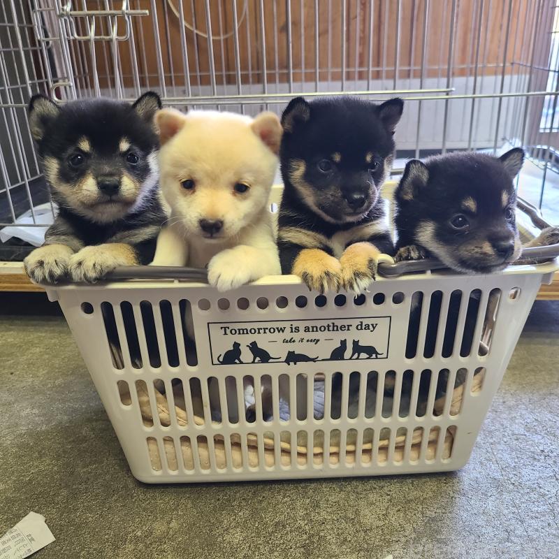 販売中の神奈川県の豆柴-450108の3枚目