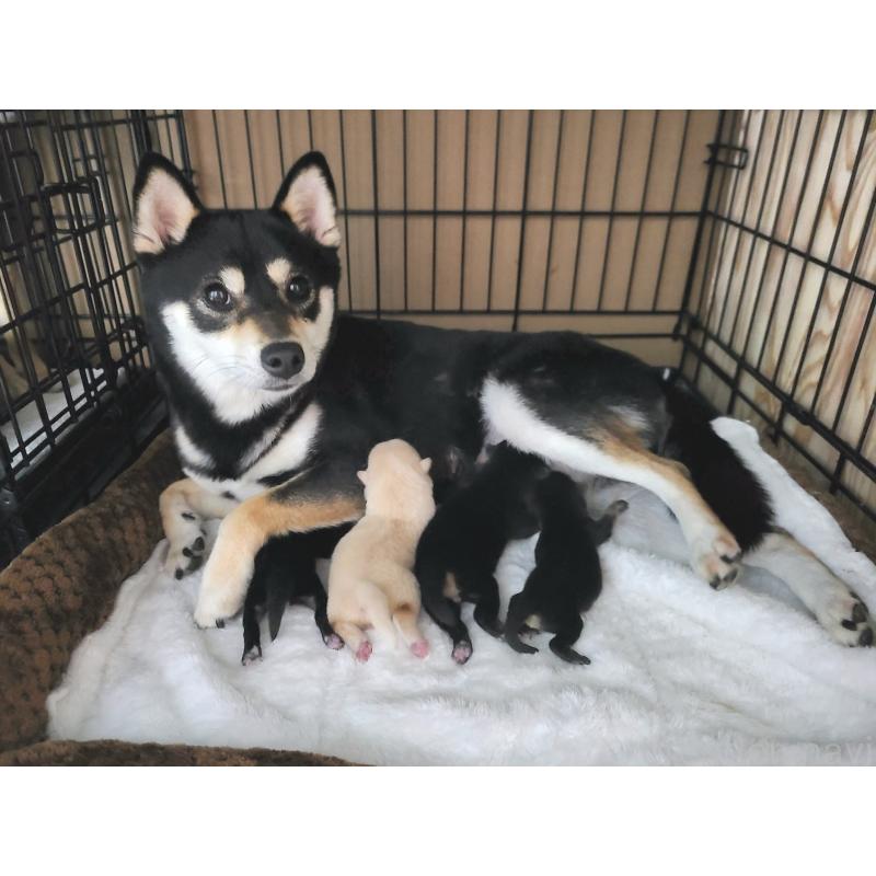 販売中の神奈川県の豆柴-450108の2枚目