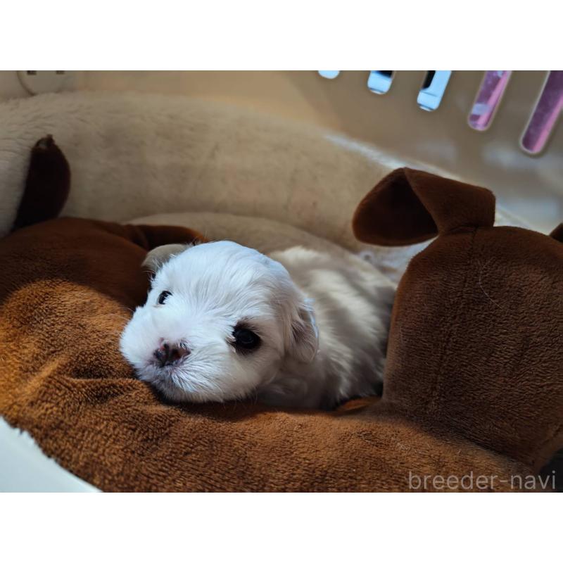 販売中の埼玉県のマルチーズ-450104の4枚目