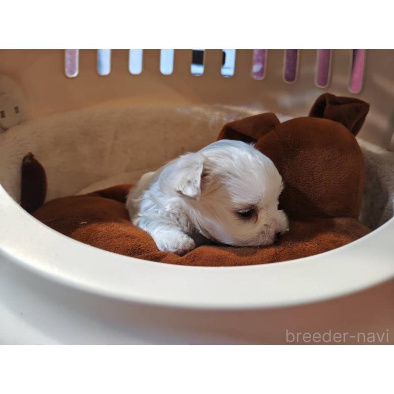 販売中の埼玉県のマルチーズ-450104の3枚目