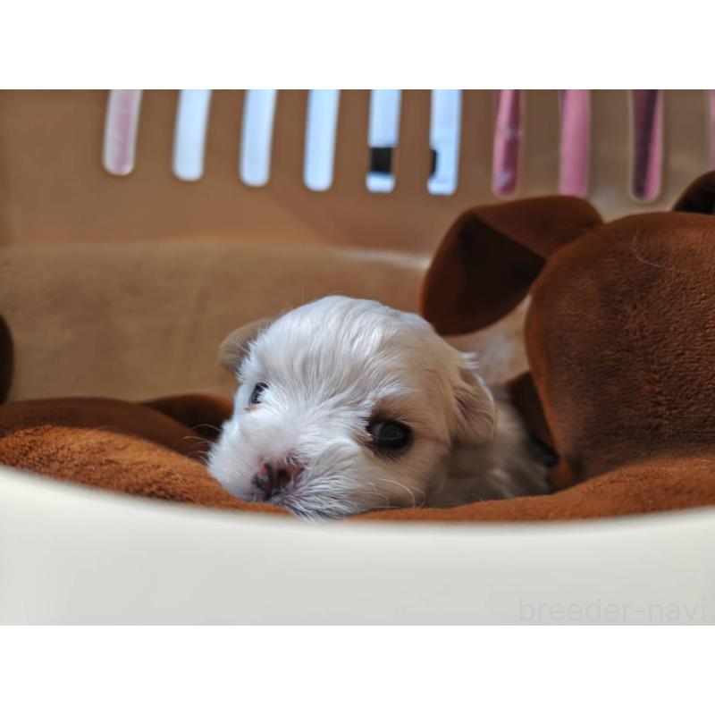 販売中の埼玉県のマルチーズ-450104の2枚目