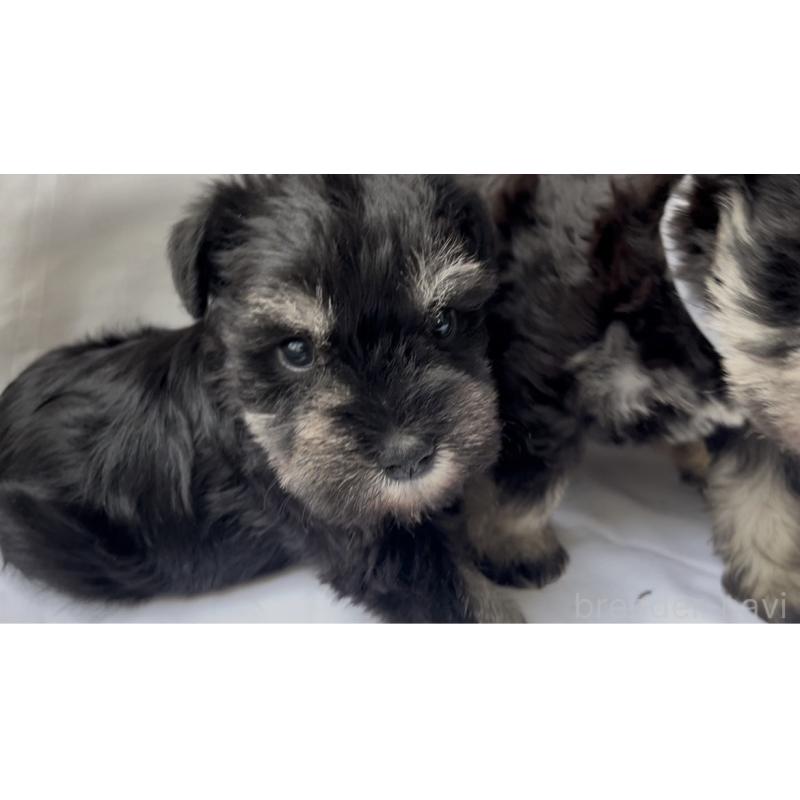 販売中の沖縄県のミニチュアシュナウザー-448519