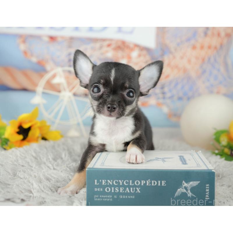 販売中の神奈川県のチワワ(スムースコート)-450105の15枚目