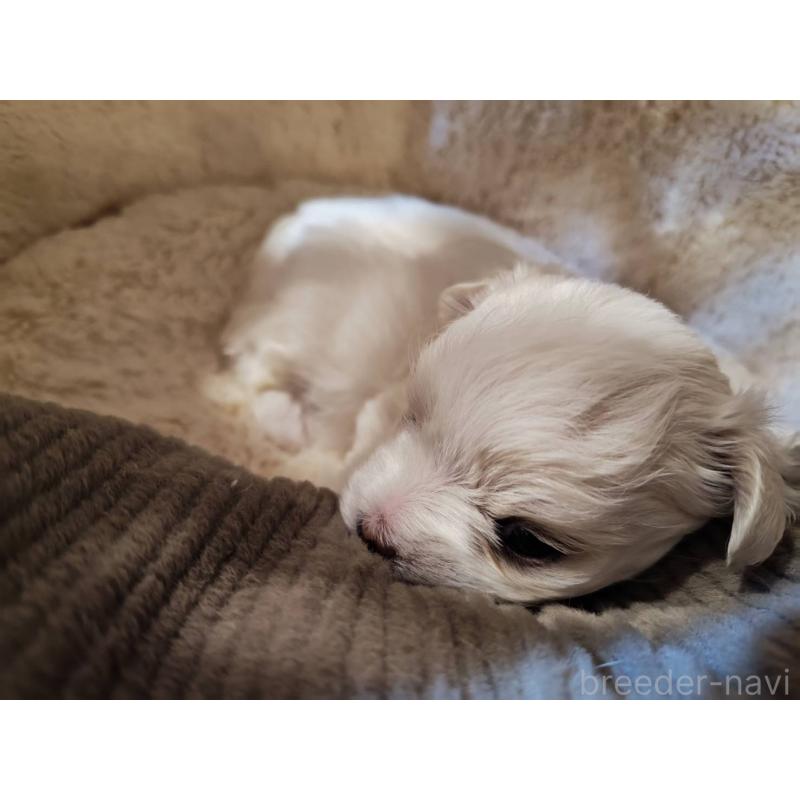 販売中の埼玉県のマルチーズ-450106の3枚目