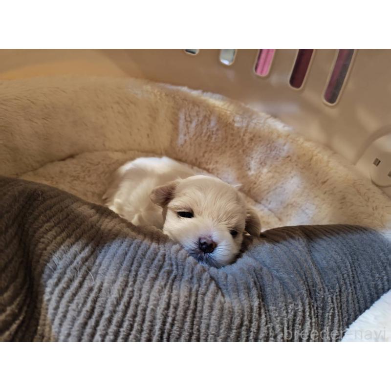販売中の埼玉県のマルチーズ-450106の2枚目