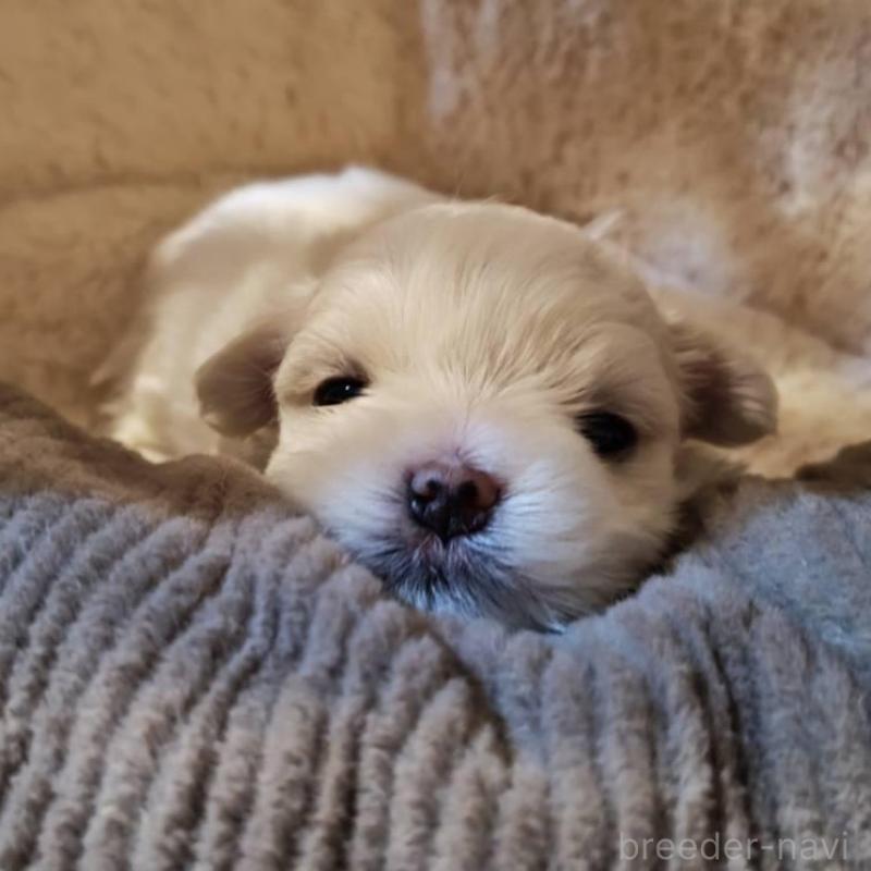 販売中の埼玉県のマルチーズ-450106