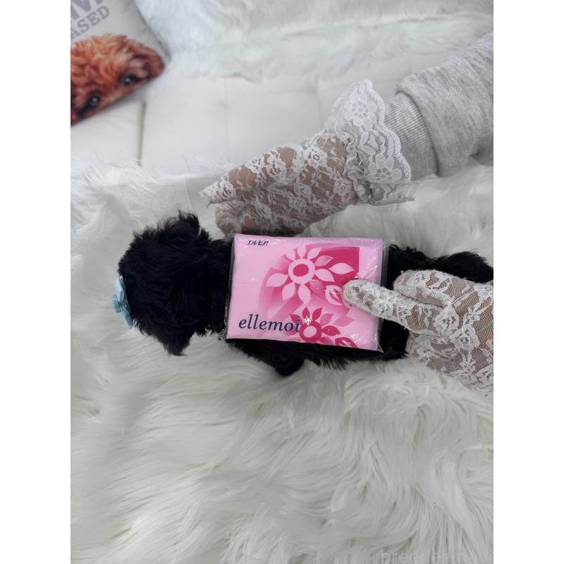 販売中の山梨県のミックス犬-450107の6枚目