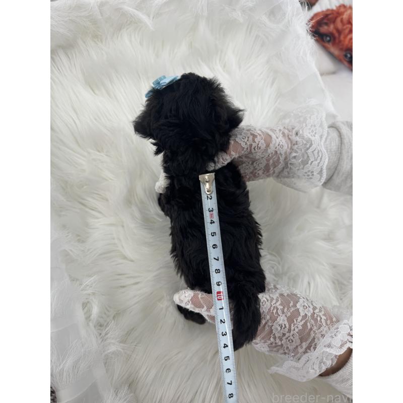 販売中の山梨県のミックス犬-450107の5枚目