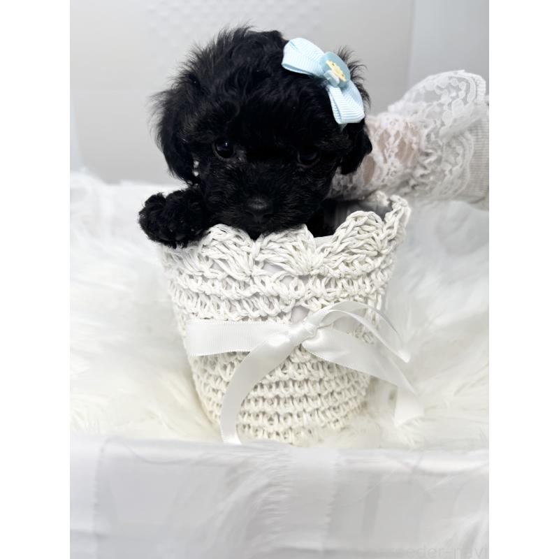 販売中の山梨県のミックス犬-450107の4枚目