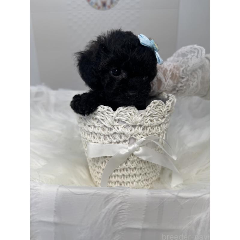 販売中の山梨県のミックス犬-450107の3枚目