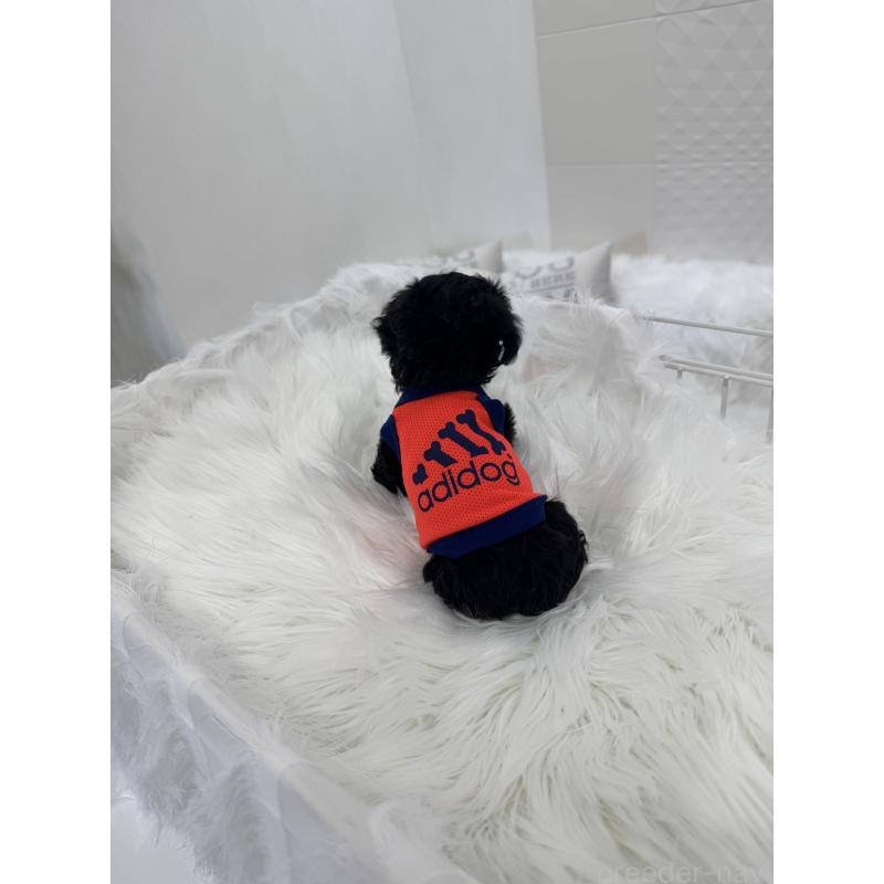 販売中の山梨県のミックス犬-450107の2枚目