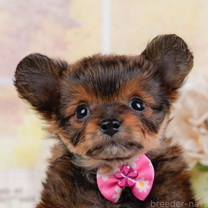 販売中の神奈川県のチワプー:チワワ×トイプードル-450110の1枚目