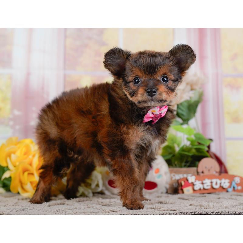 販売中の神奈川県のチワプー:チワワ×トイプードル-450110の15枚目