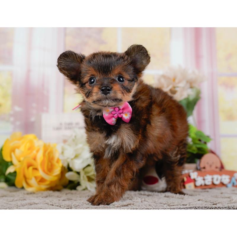 販売中の神奈川県のチワプー:チワワ×トイプードル-450110の13枚目