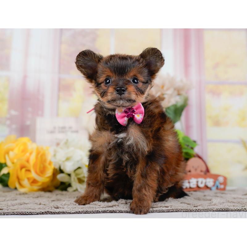 販売中の神奈川県のチワプー:チワワ×トイプードル-450110の12枚目