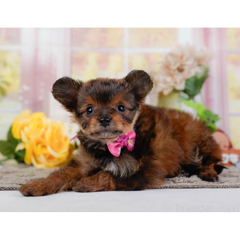 販売中の神奈川県のチワプー:チワワ×トイプードル-450110の11枚目