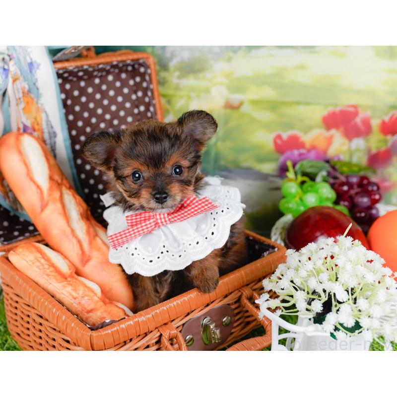 販売中の神奈川県のチワプー:チワワ×トイプードル-450110の10枚目