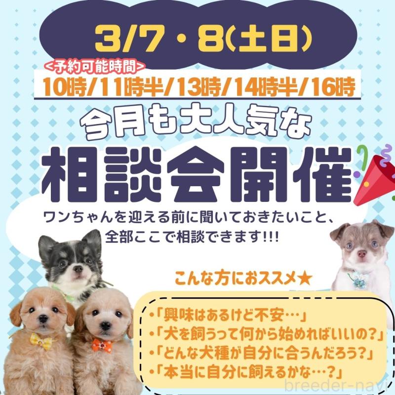 販売中の神奈川県のチワプー:チワワ×トイプードル-450110の5枚目